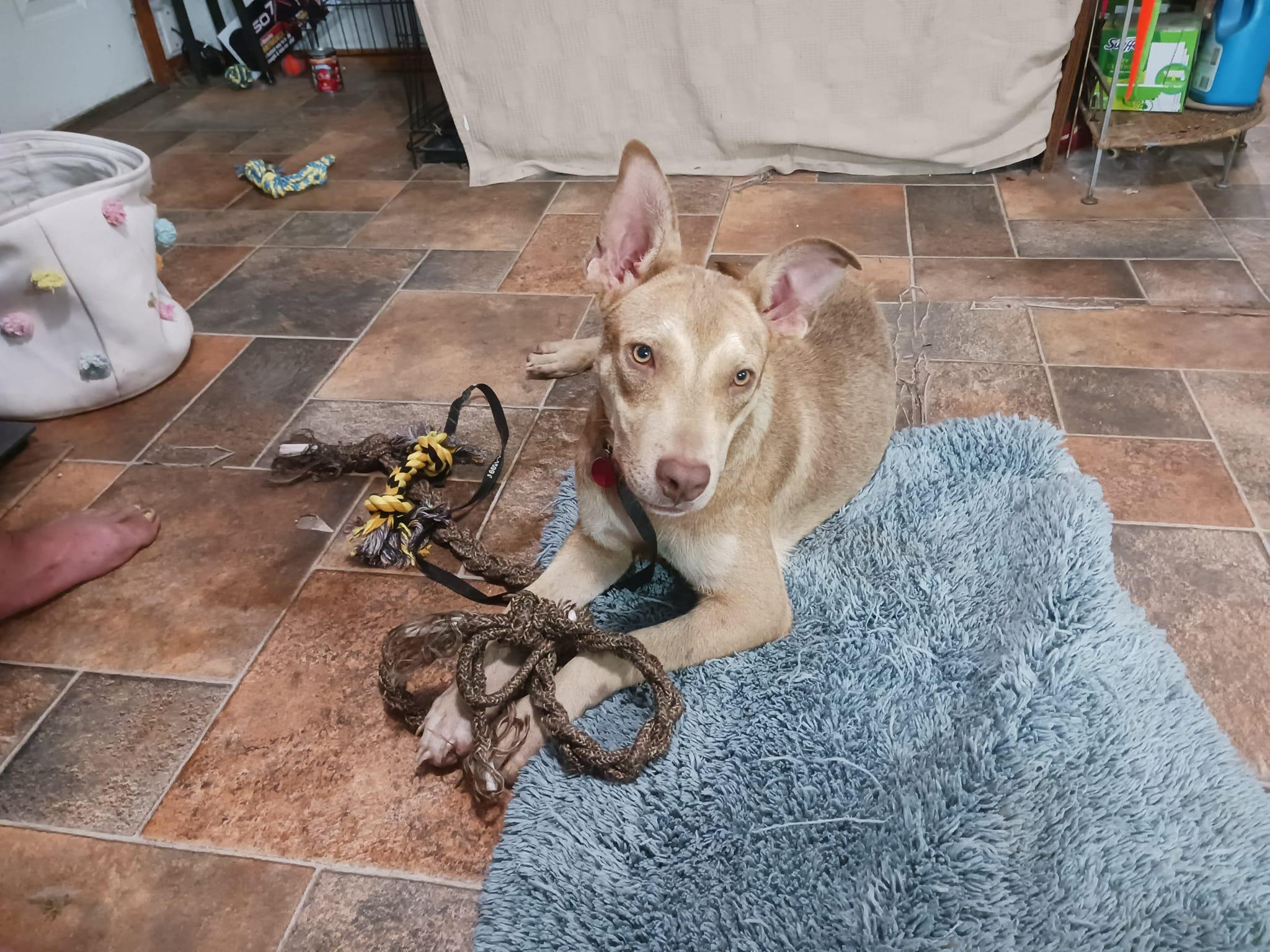 Enlarge Apollo, a Adoptable Husky in Muskogee, OK image 2/6