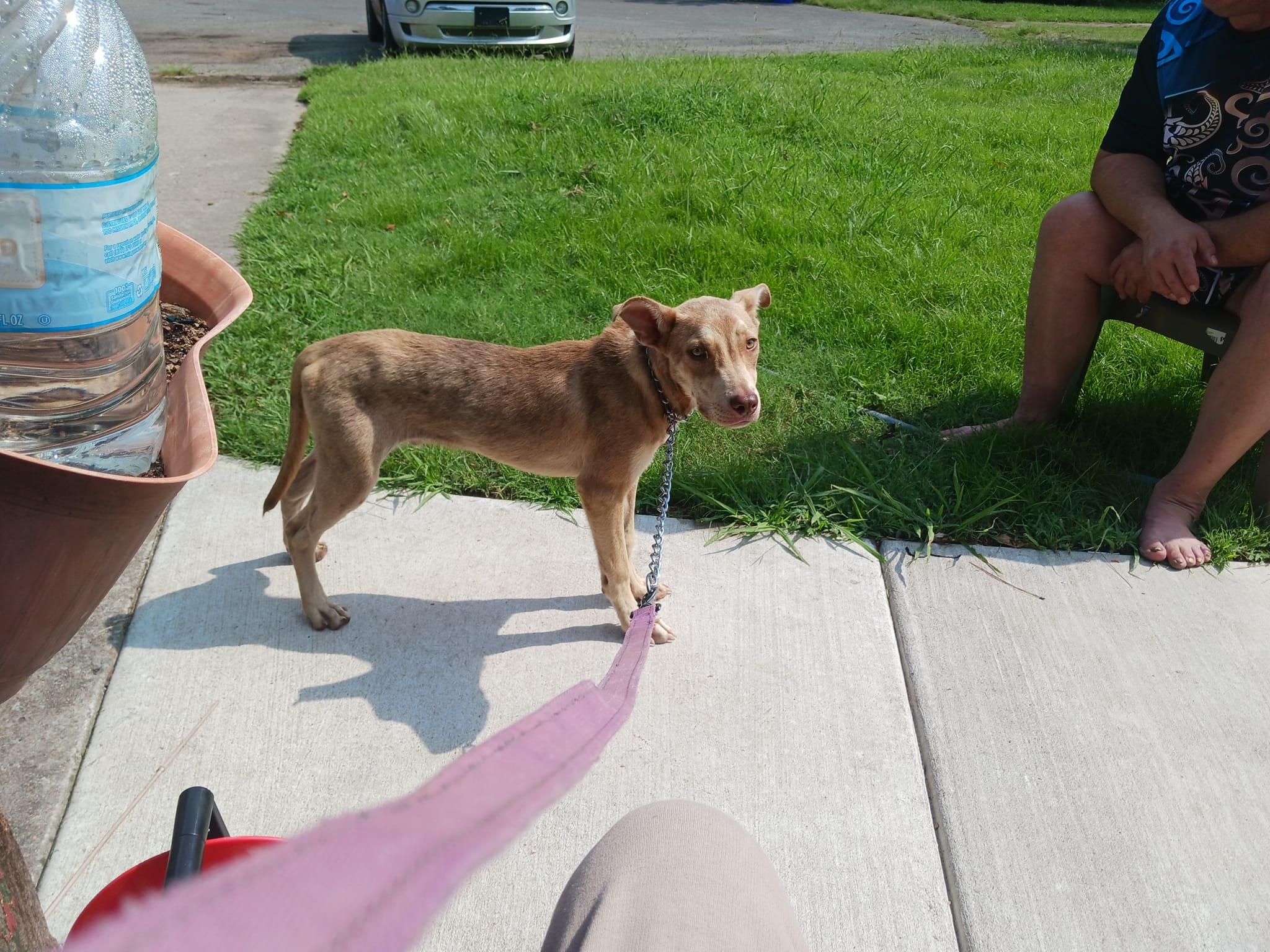 Enlarge Apollo, a Adoptable Husky in Muskogee, OK image 3/6