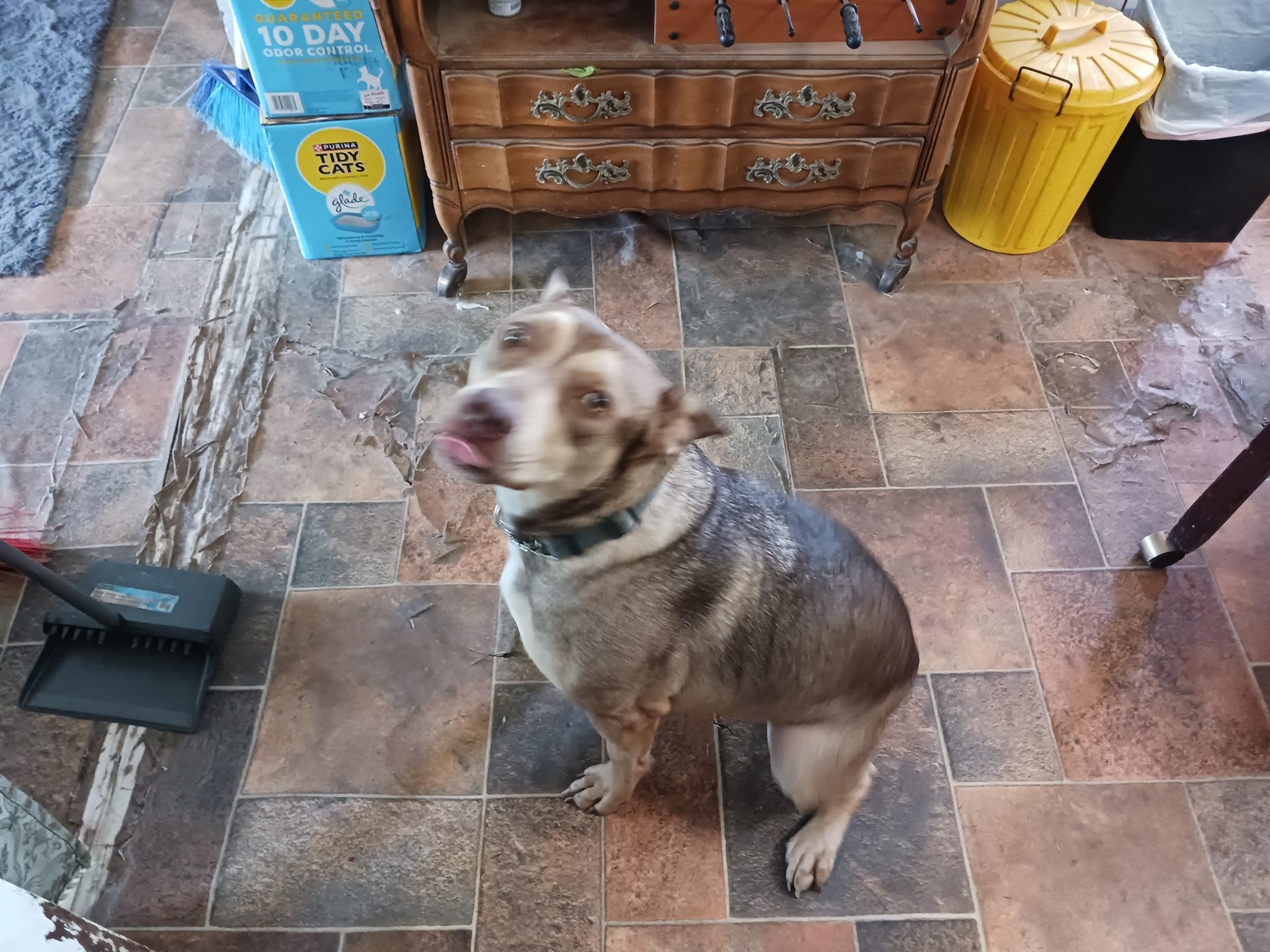 Enlarge Apollo, a Adoptable Husky in Muskogee, OK image 4/6