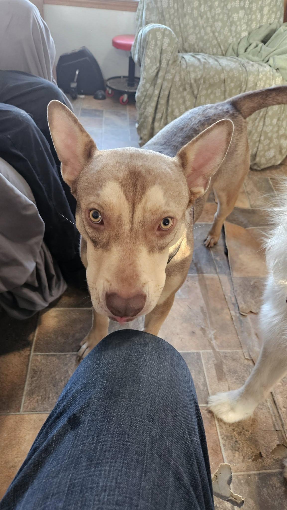 Enlarge Apollo, a Adoptable Husky in Muskogee, OK image 5/6