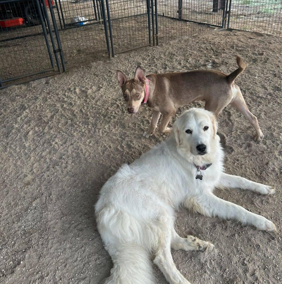 Enlarge Apollo, a Adoptable Husky in Muskogee, OK image 6/6