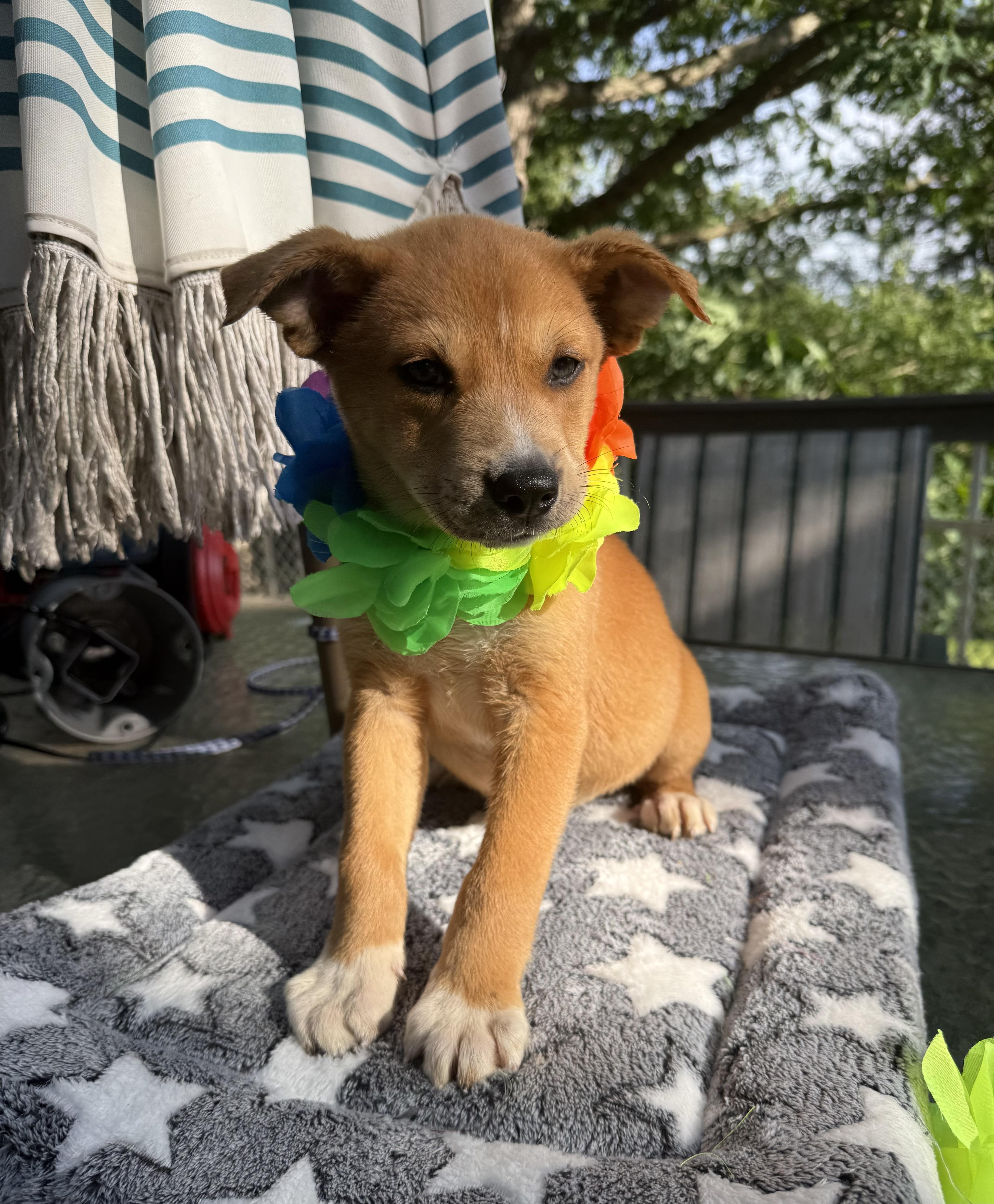Mable, a ADOPTABLE mixed breed in White Lake, MI image 3/6