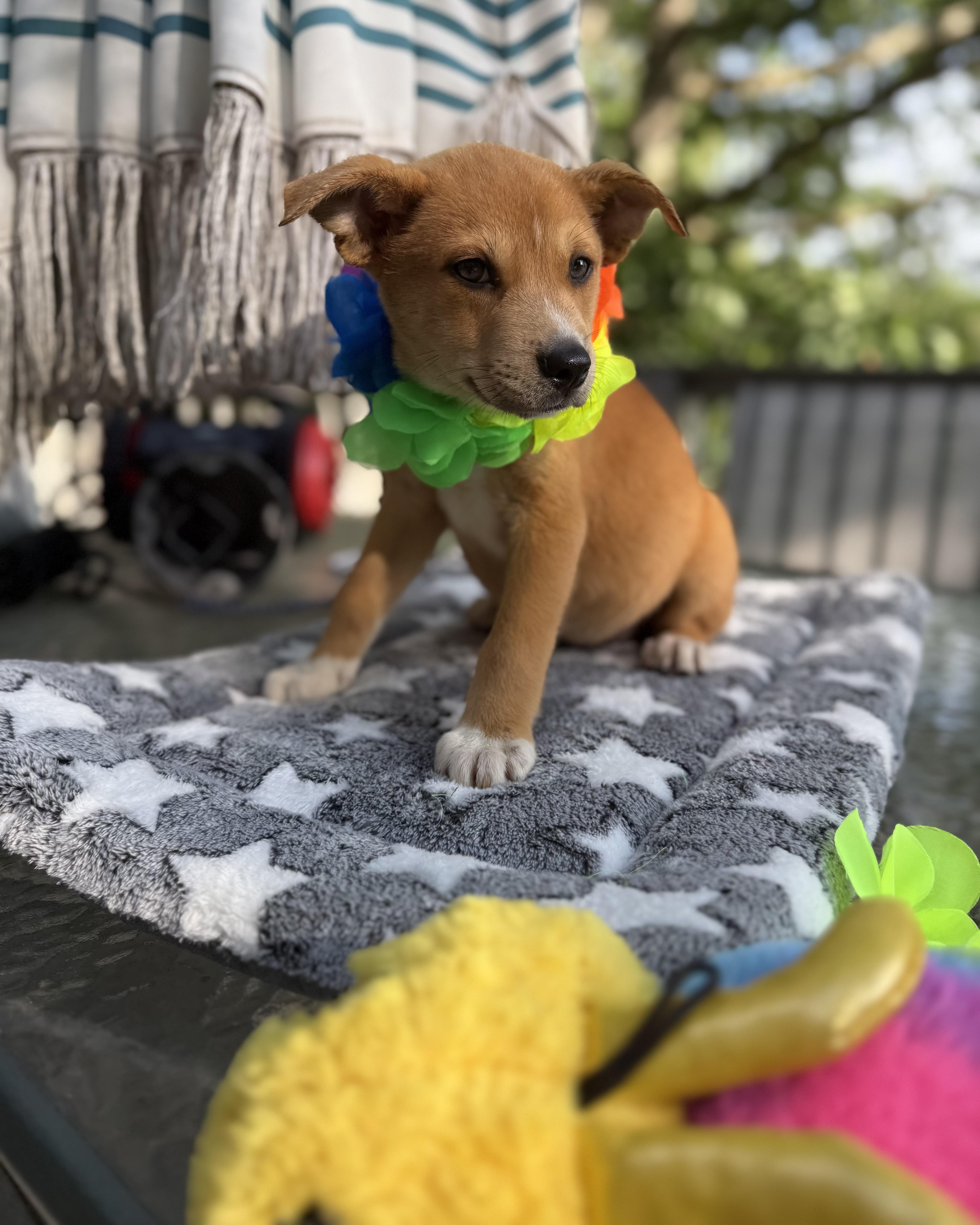 Mable, a ADOPTABLE mixed breed in White Lake, MI image 1/6
