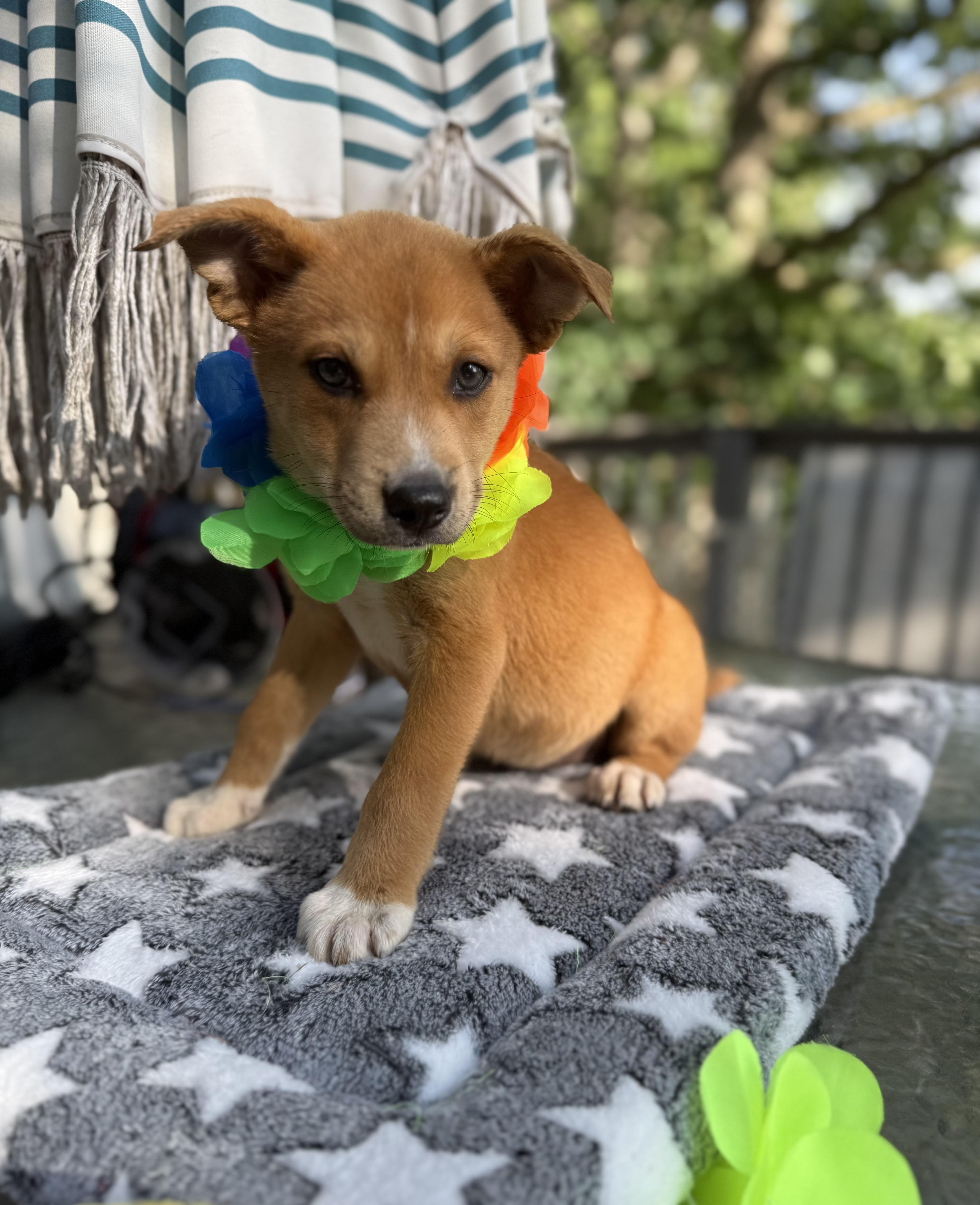 Mable, a ADOPTABLE mixed breed in White Lake, MI image 4/6
