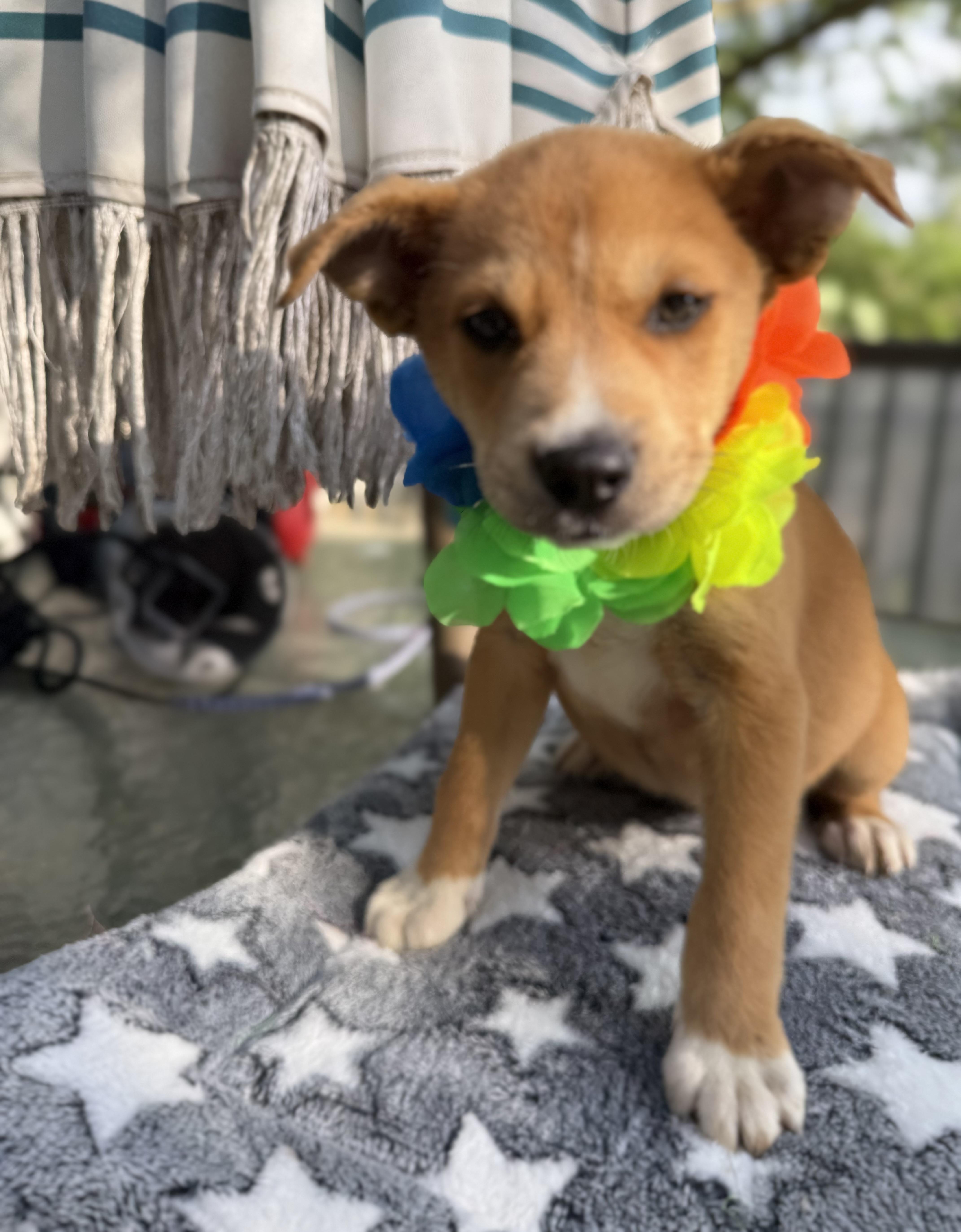 Mable, a ADOPTABLE mixed breed in White Lake, MI image 2/6