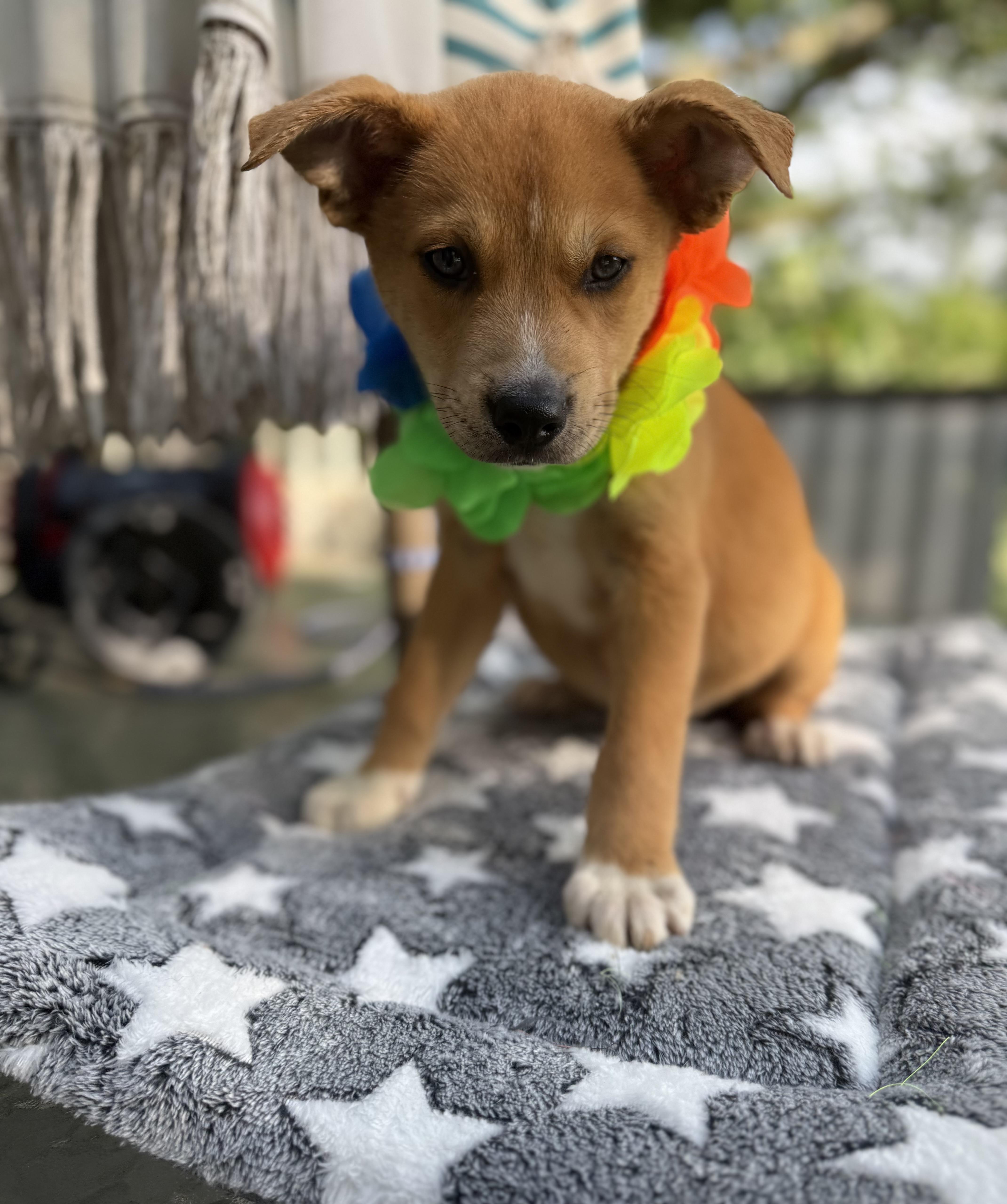 Mable, a ADOPTABLE mixed breed in White Lake, MI image 6/6