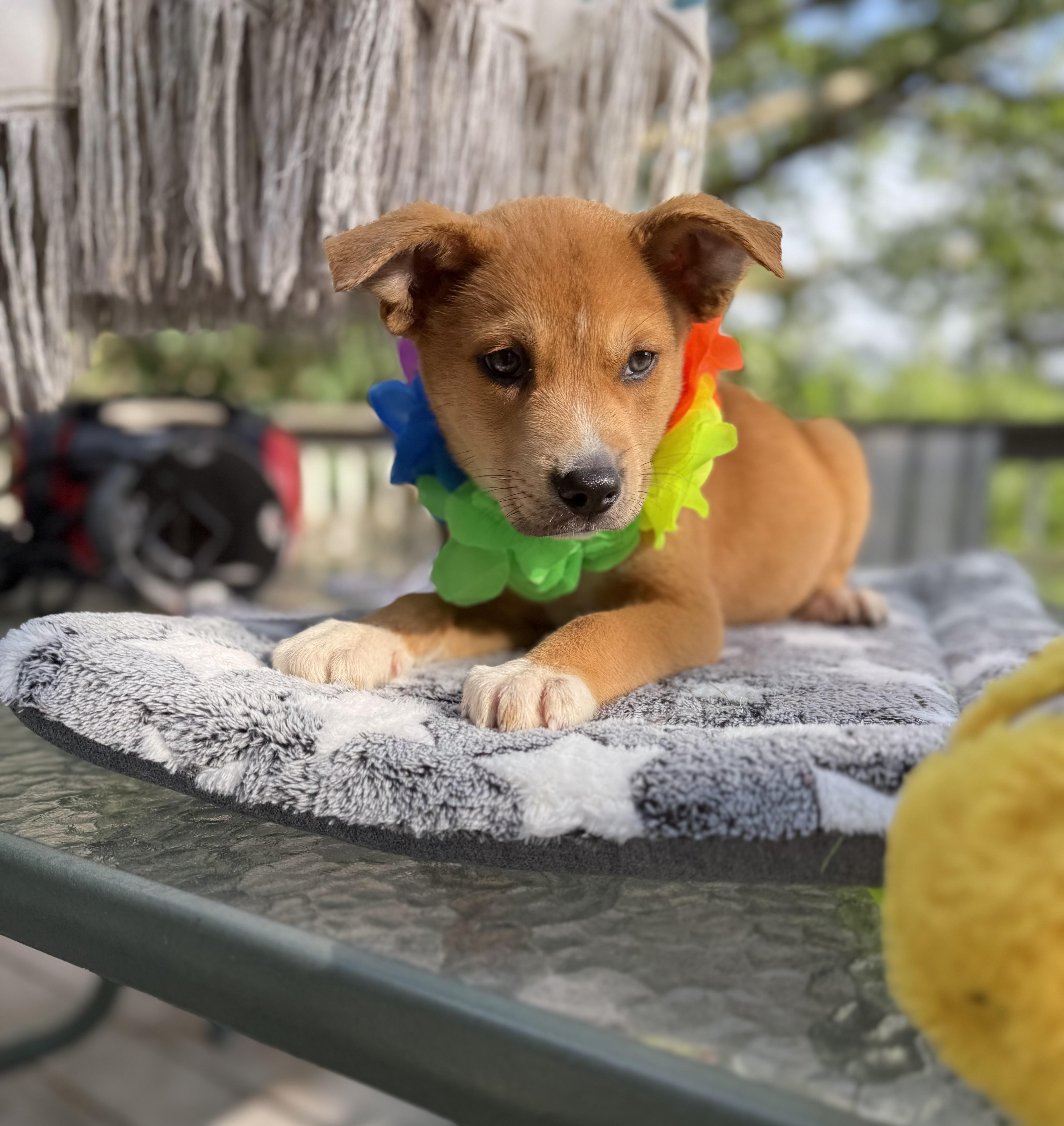 Mable, a ADOPTABLE mixed breed in White Lake, MI image 5/6