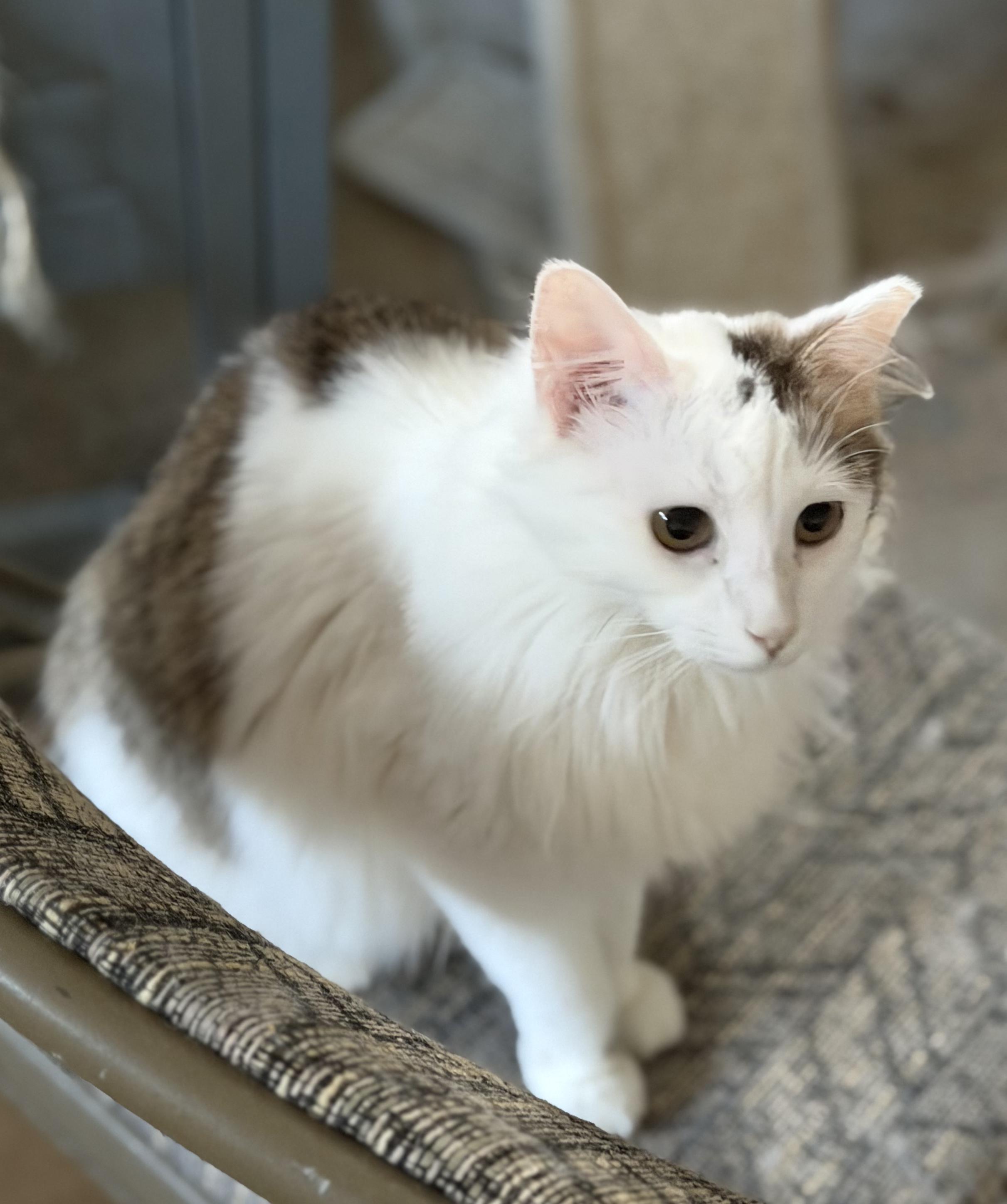 Daisy (and Dot), ADOPTABLE, Young Female Norwegian Forest Cat.