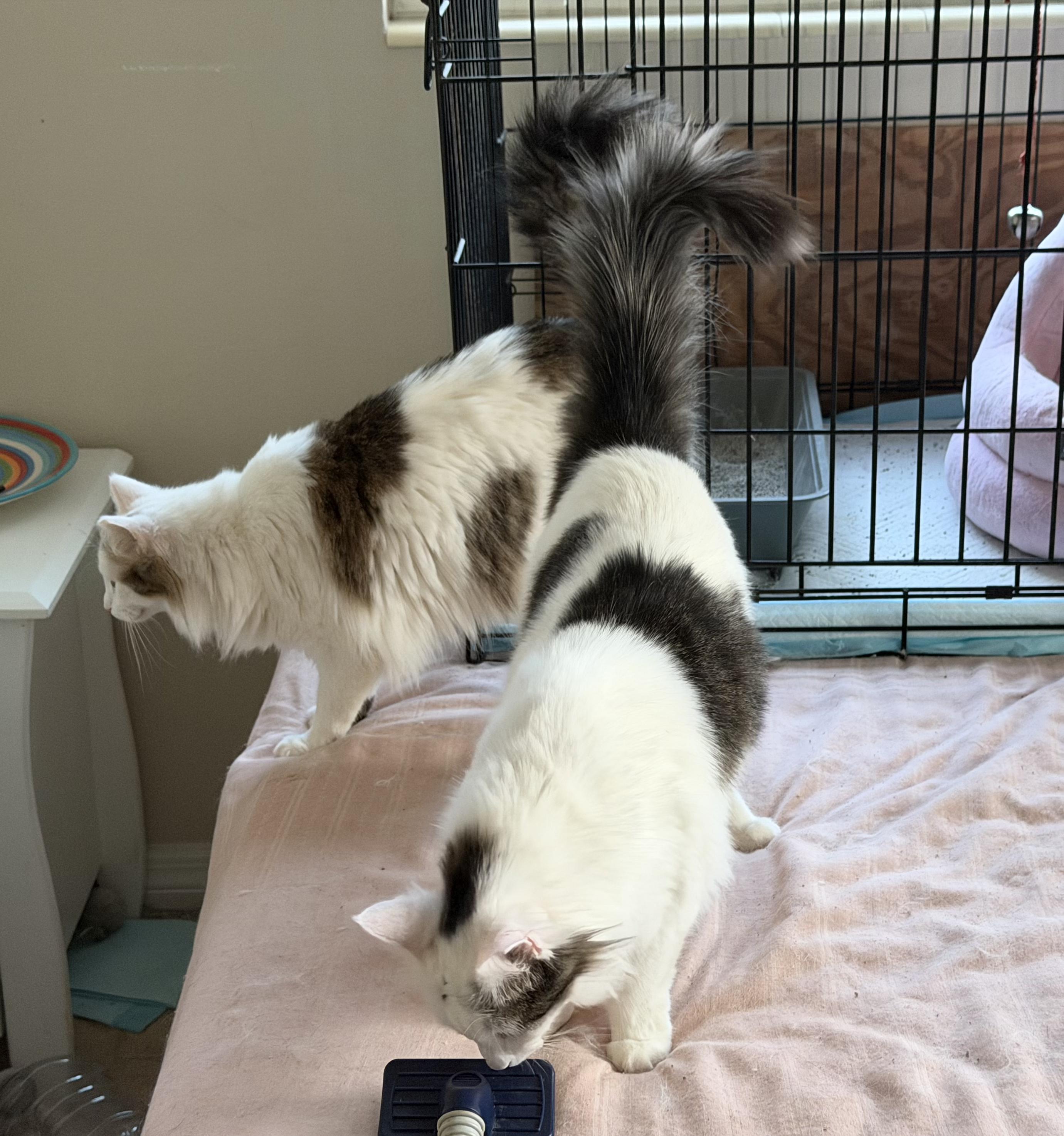 Enlarge Daisy (and Dot), a ADOPTABLE mixed breed in Sarasota, FL image 2/2