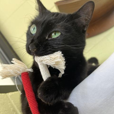 Girly Girl, Adoptable, Senior Female Domestic Medium Hair.