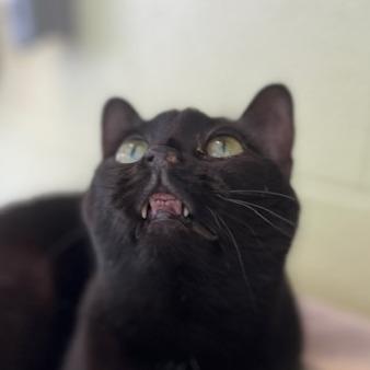 Enlarge Girly Girl, a Adoptable Domestic Medium Hair in Charlottesville, VA image 2/6