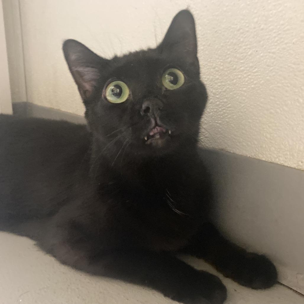 Enlarge Girly Girl, a Adoptable Domestic Medium Hair in Charlottesville, VA image 3/6
