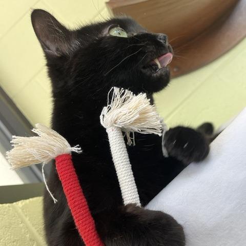 Enlarge Girly Girl, a Adoptable Domestic Medium Hair in Charlottesville, VA image 4/6