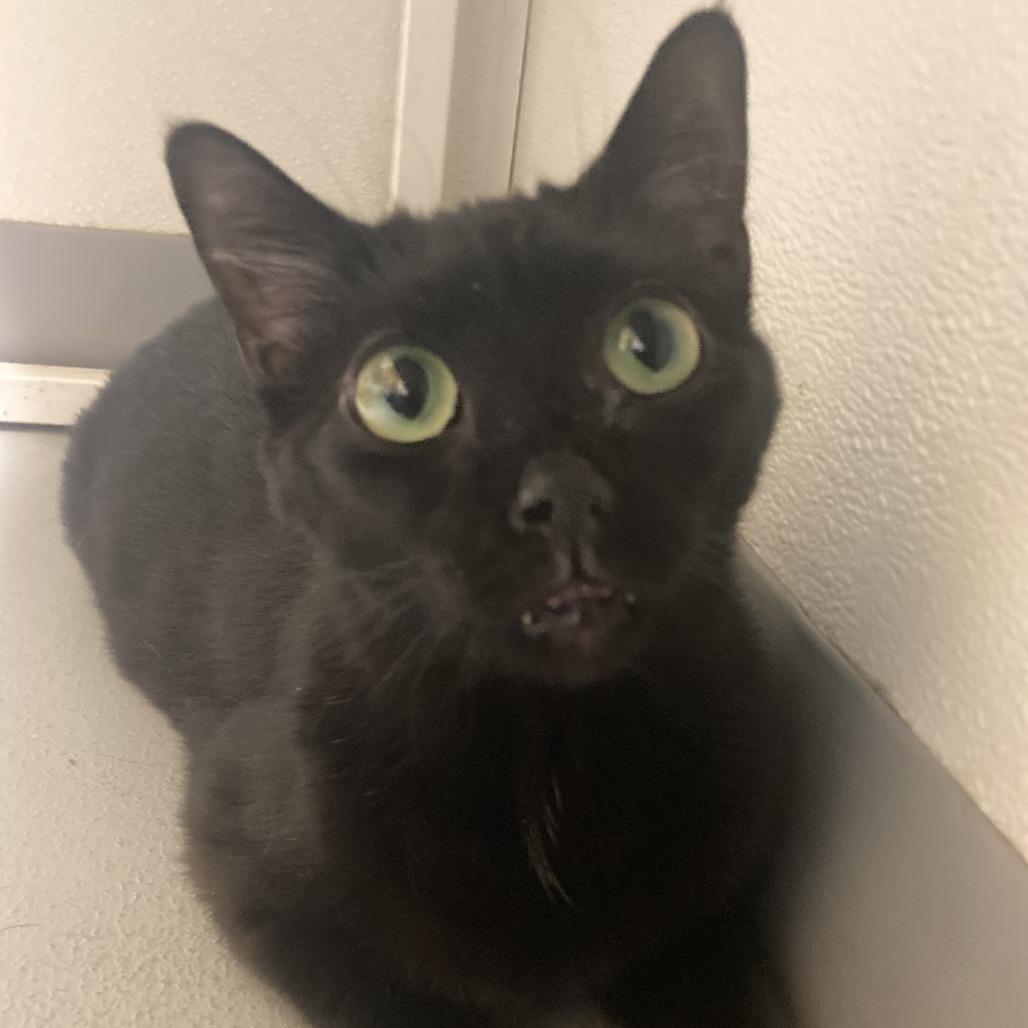 Enlarge Girly Girl, a Adoptable Domestic Medium Hair in Charlottesville, VA image 5/6