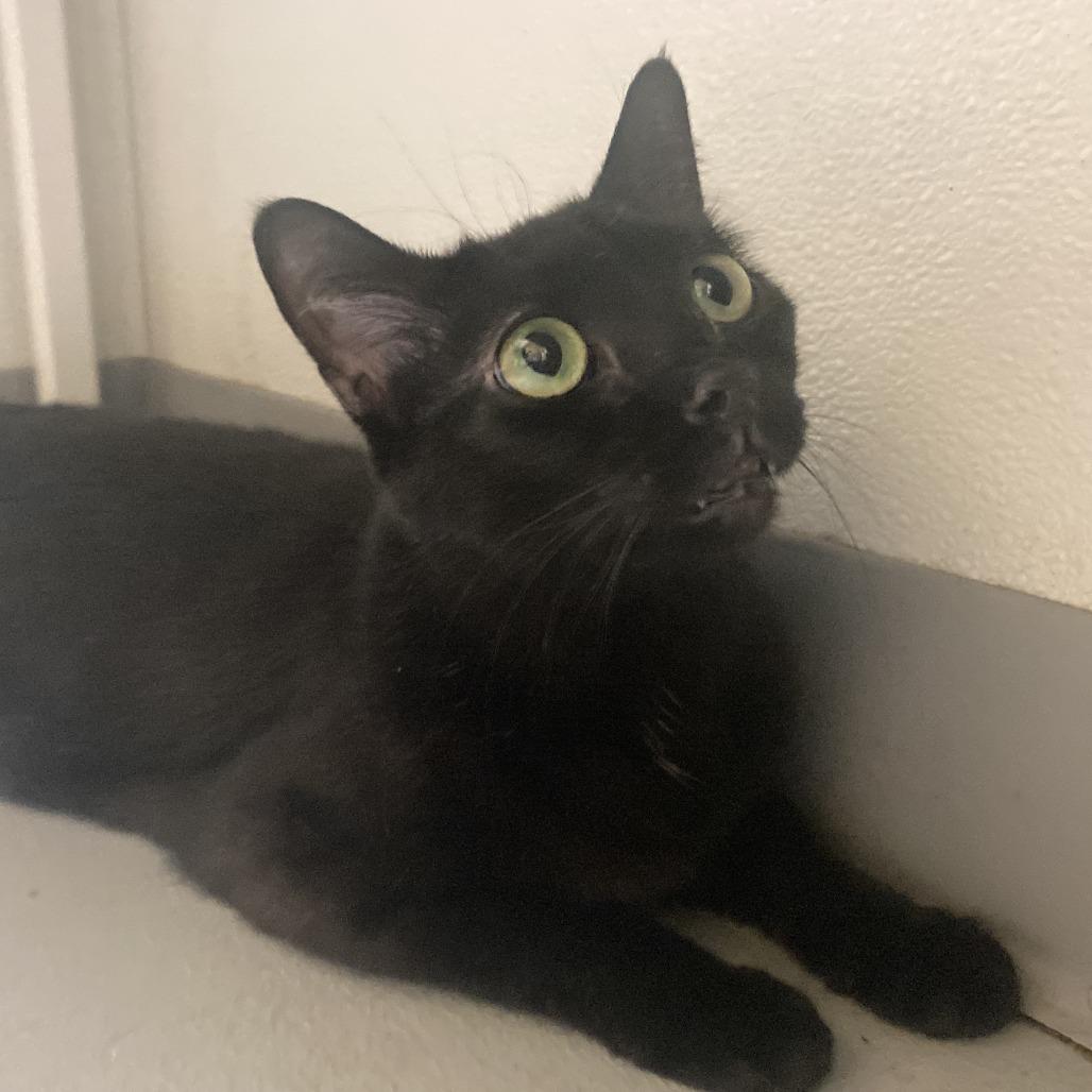 Enlarge Girly Girl, a Adoptable Domestic Medium Hair in Charlottesville, VA image 6/6