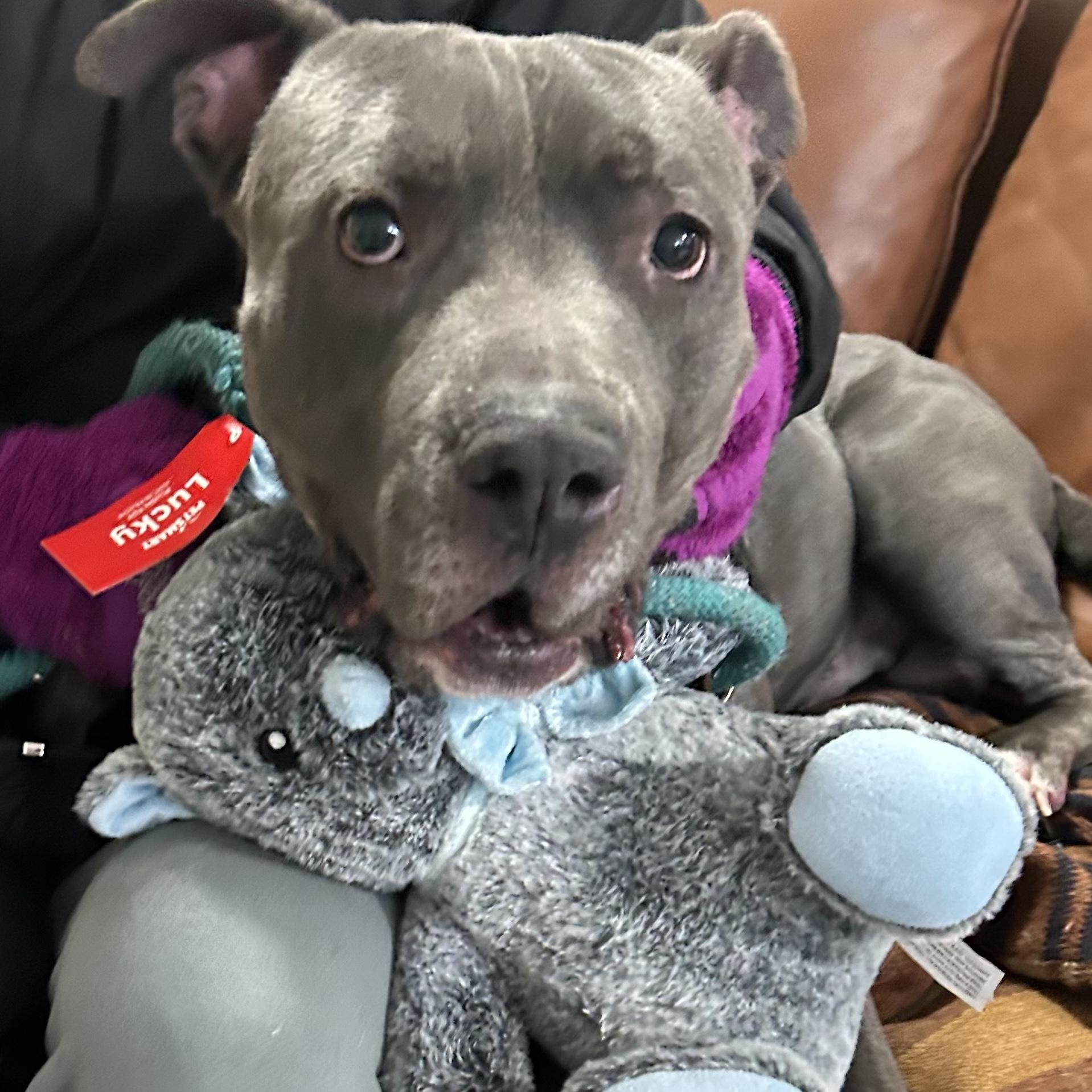 Smoky, ADOPTABLE, Young Male Pit Bull Terrier.