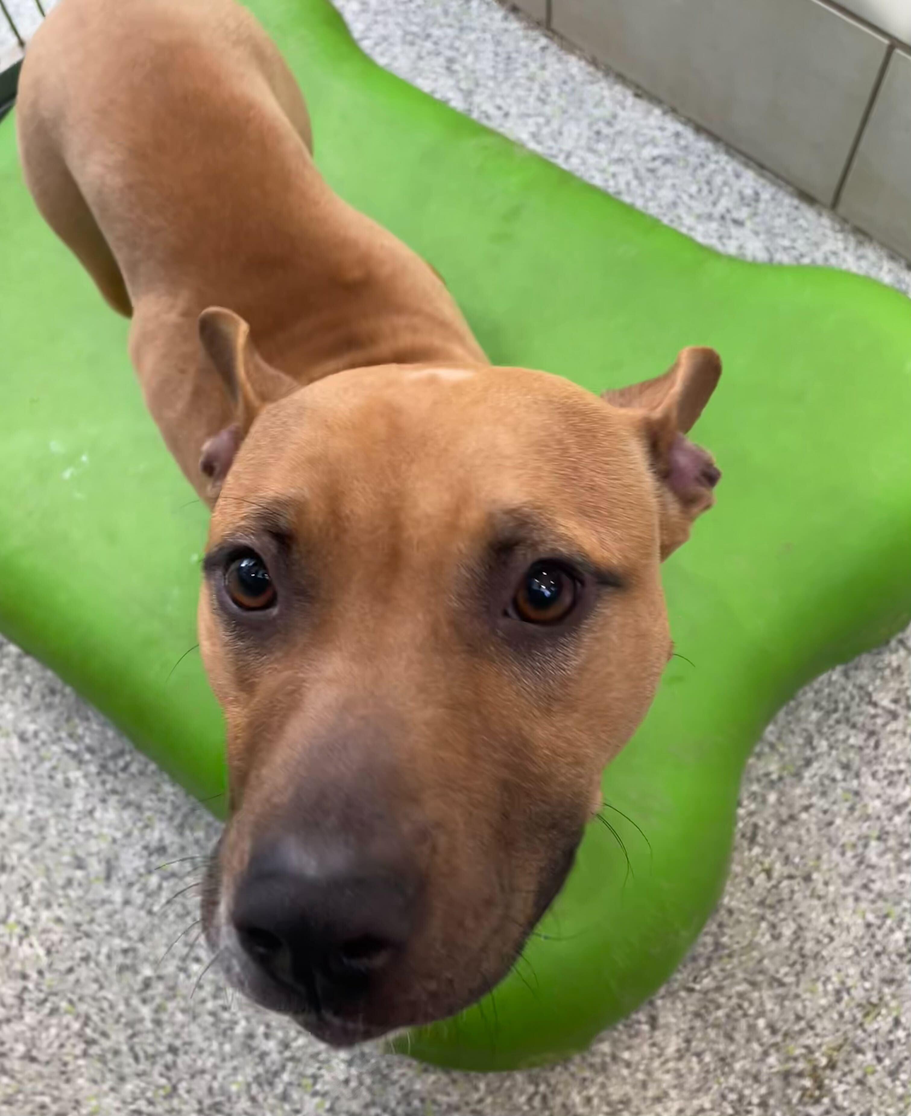 Reese's Puff, ADOPTABLE, Young Female Mixed Breed.