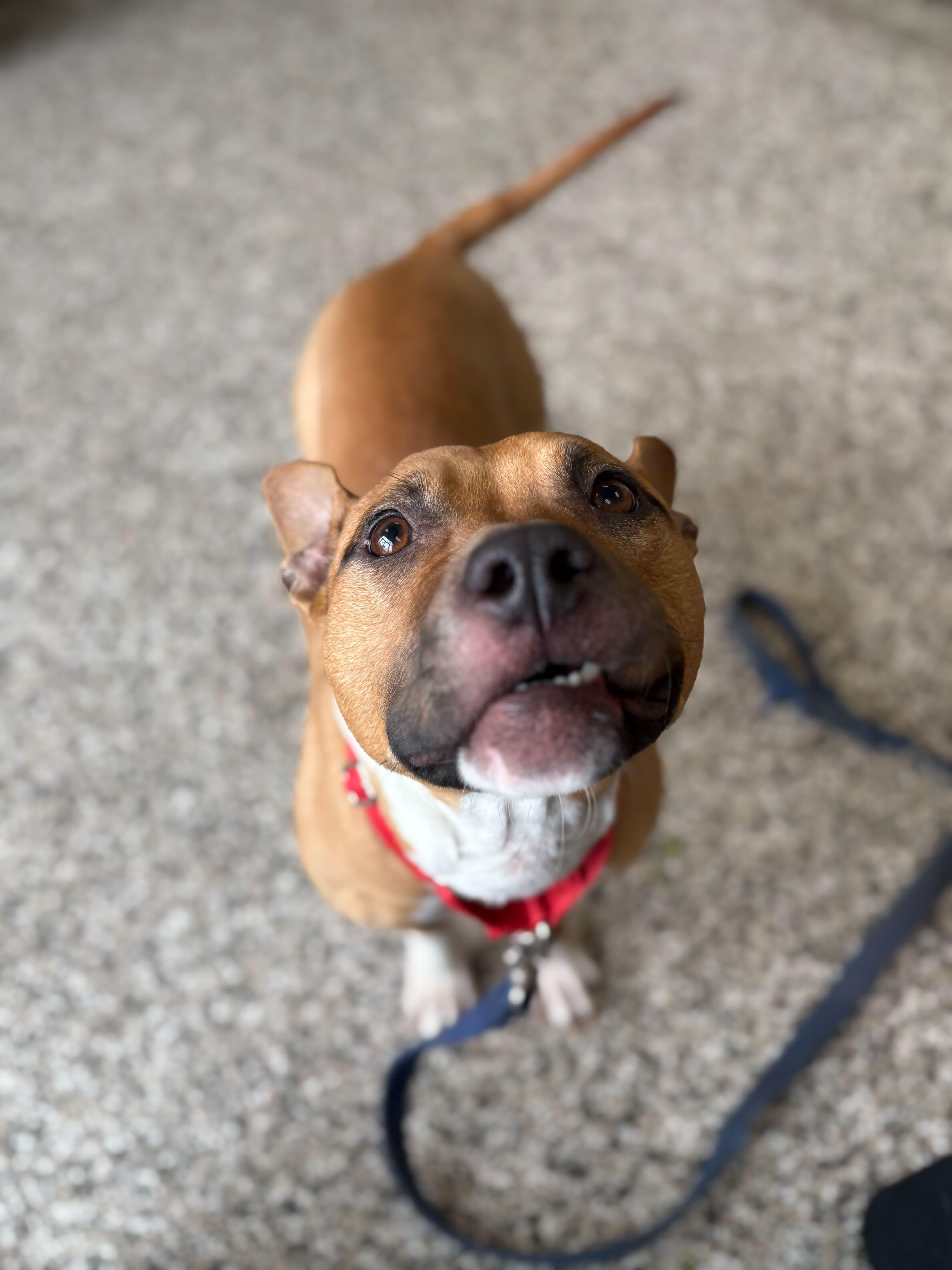 Reese's Puff, a ADOPTABLE Mixed Breed in Jackson, MI image 3/5