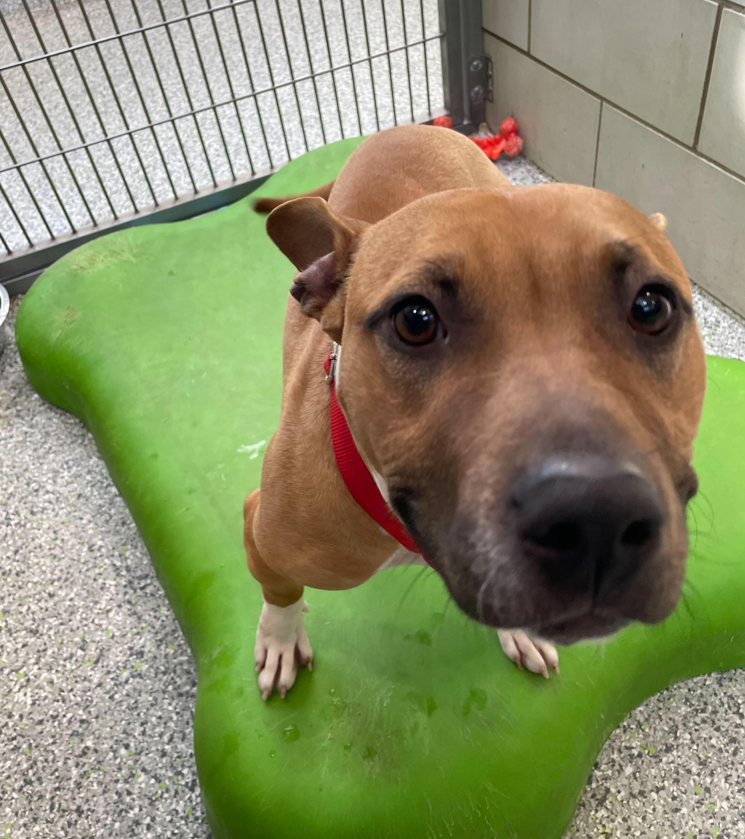 Reese's Puff, a ADOPTABLE Mixed Breed in Jackson, MI image 5/5