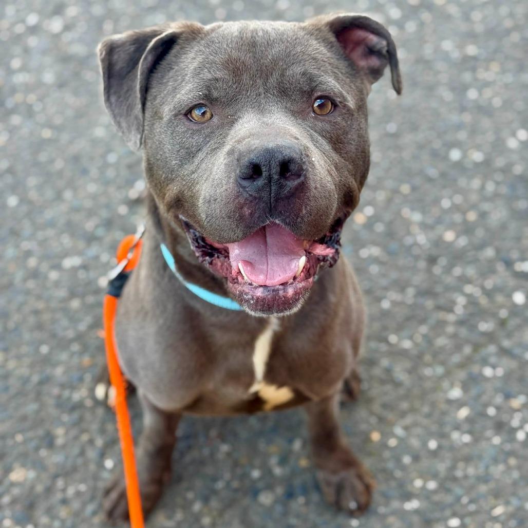 Enlarge Fred, a Adoptable Pit Bull Terrier in Tacoma, WA image 1/4