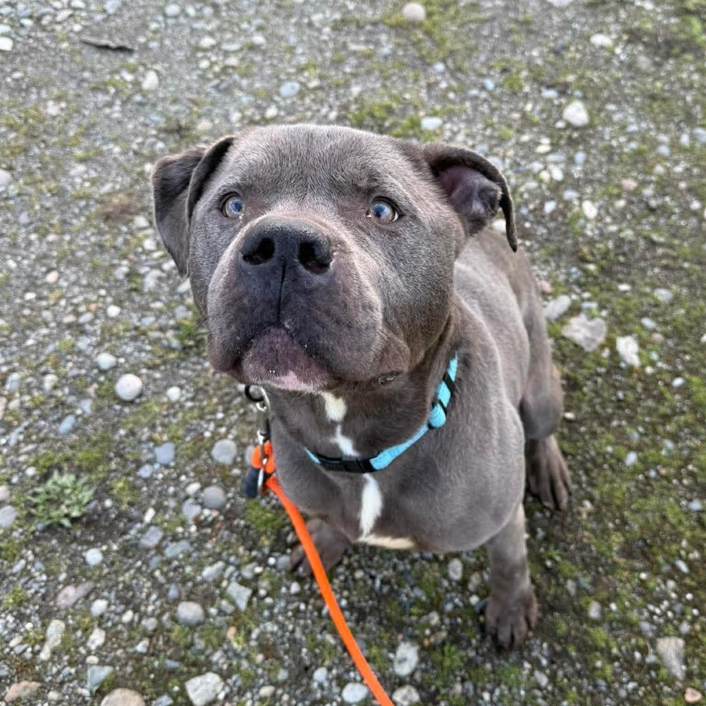 Enlarge Fred, a Adoptable Pit Bull Terrier in Tacoma, WA image 2/4