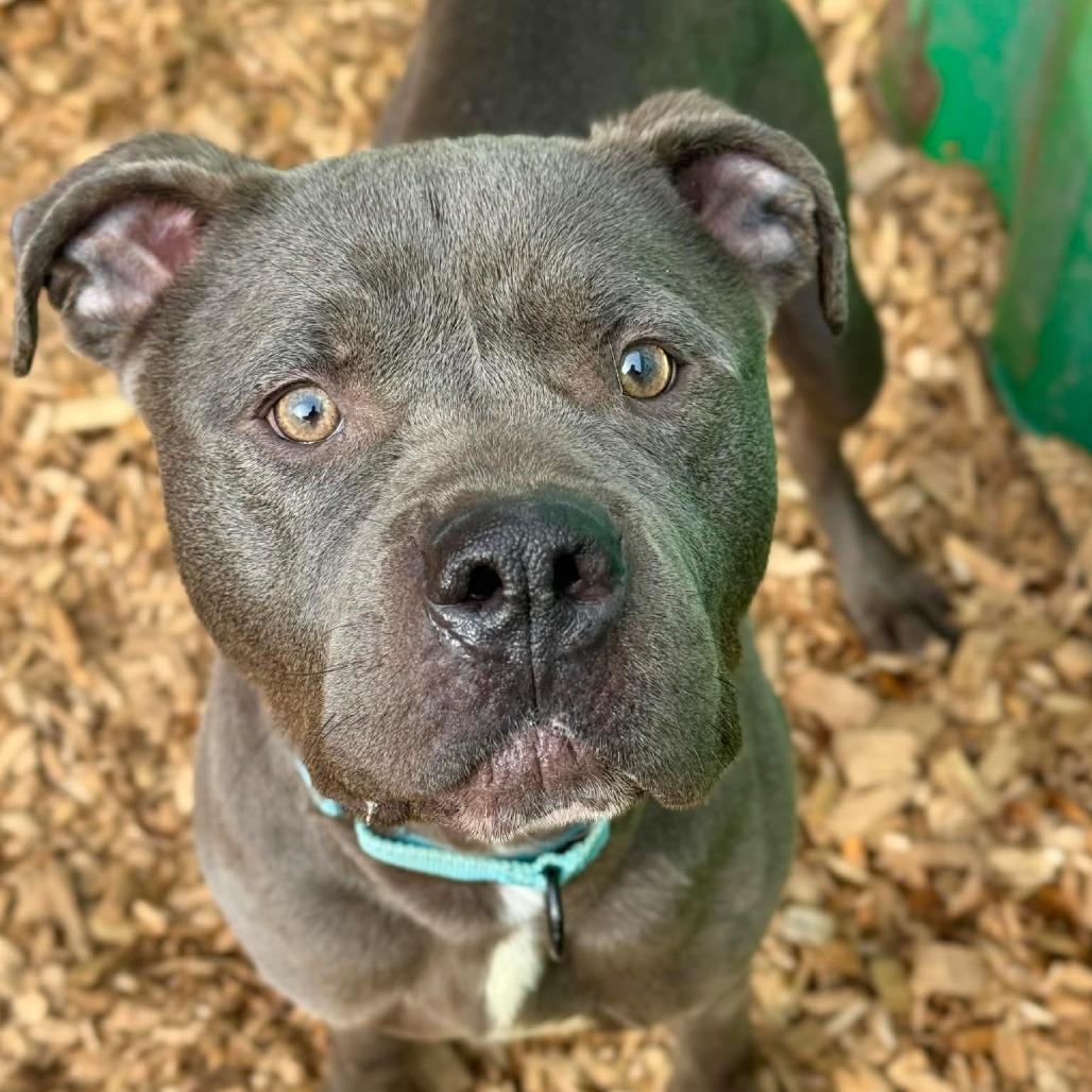 Enlarge Fred, a Adoptable Pit Bull Terrier in Tacoma, WA image 3/4