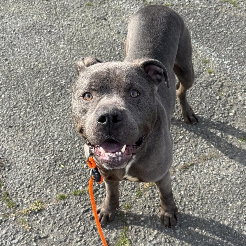 Enlarge Fred, a Adoptable Pit Bull Terrier in Tacoma, WA image 4/4