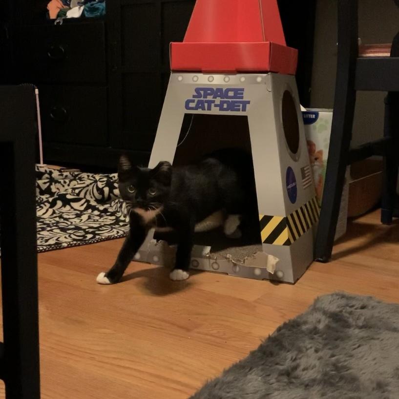 EMMY-shy/special adopter needed DOB: March/April 2022), Adopted, Adult Female Domestic Short Hair.