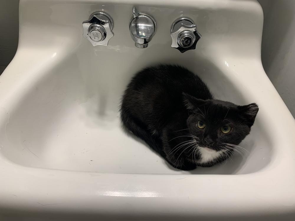 EMMY-shy/special adopter needed DOB: March/April 2022), a Adopted Domestic Short Hair in Burlington, NC image 2/5