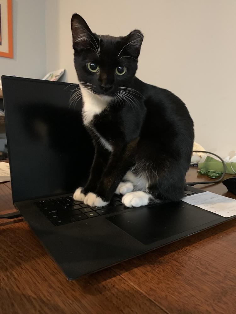 EMMY-shy/special adopter needed DOB: March/April 2022), a Adopted Domestic Short Hair in Burlington, NC image 3/5