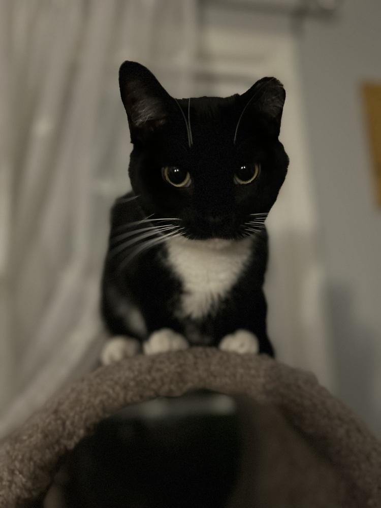 EMMY-shy/special adopter needed DOB: March/April 2022), a Adopted Domestic Short Hair in Burlington, NC image 4/5