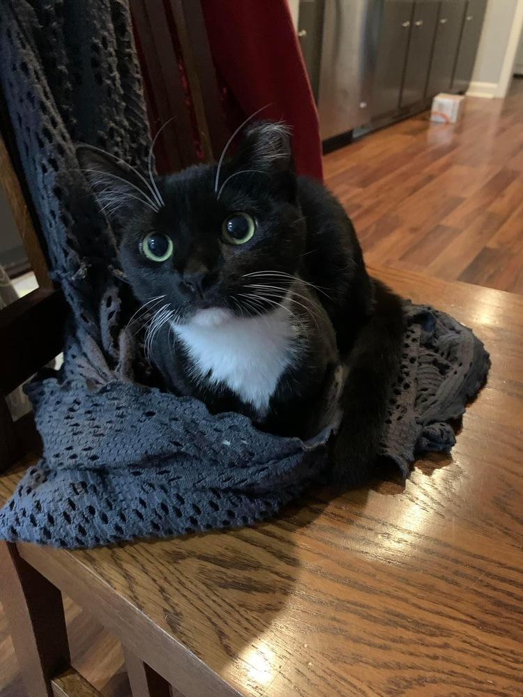 EMMY-shy/special adopter needed DOB: March/April 2022), a Adopted Domestic Short Hair in Burlington, NC image 5/5