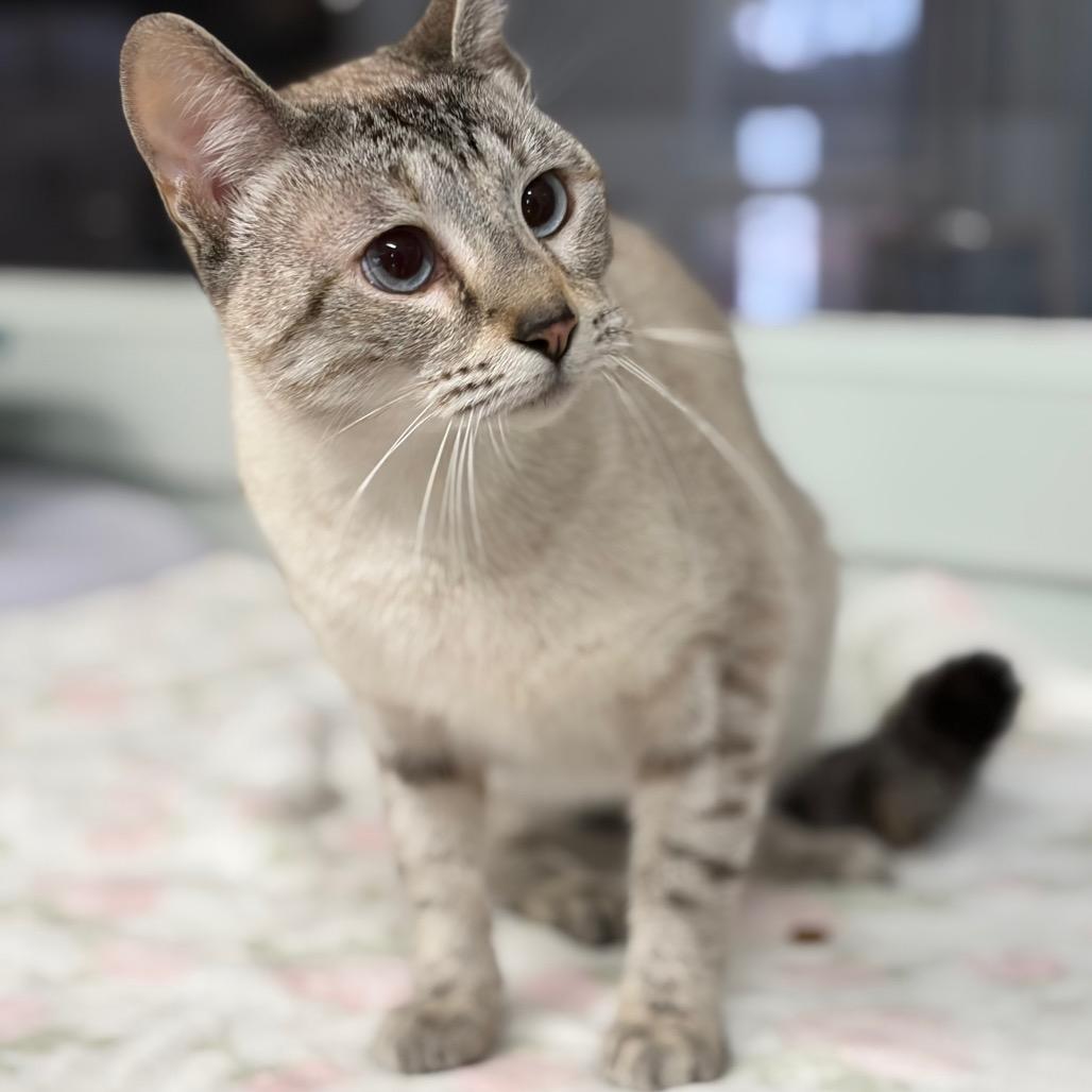 Enlarge Apple, a Adoptable Domestic Short Hair in Lufkin, TX image 1/3