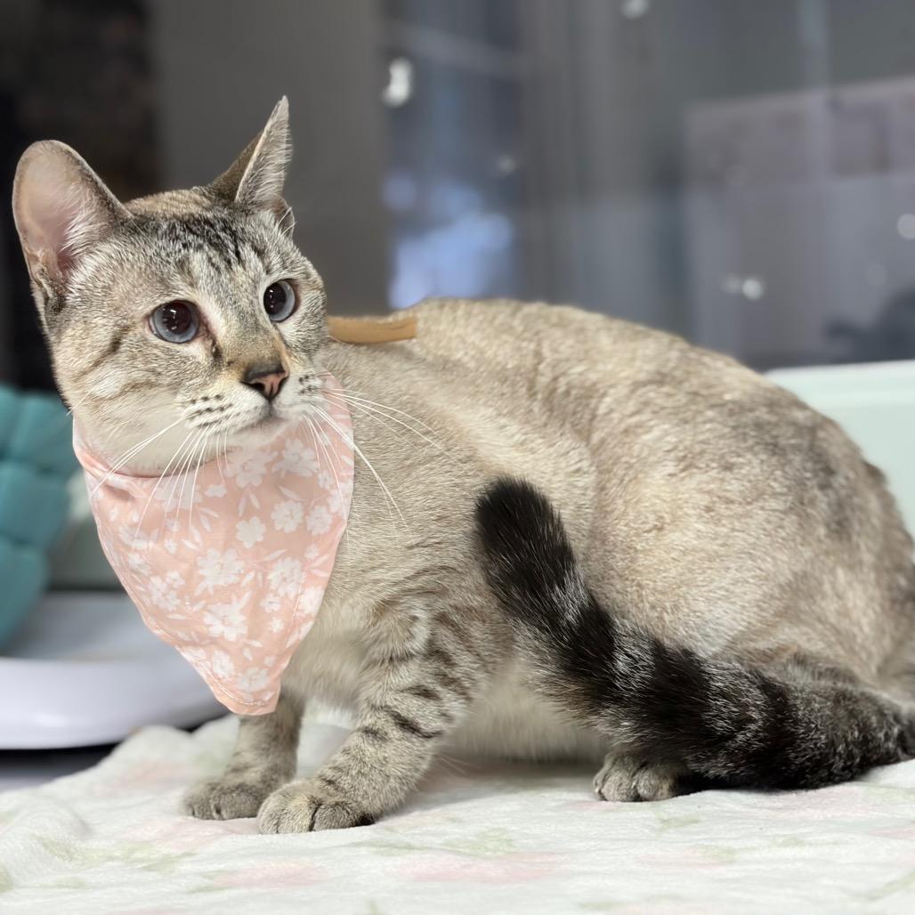Enlarge Apple, a Adoptable Domestic Short Hair in Lufkin, TX image 2/3