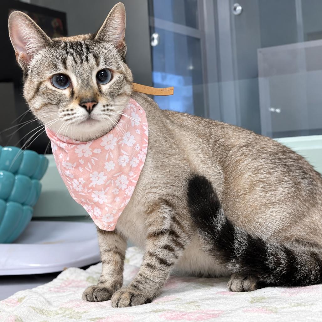 Enlarge Apple, a Adoptable Domestic Short Hair in Lufkin, TX image 3/3