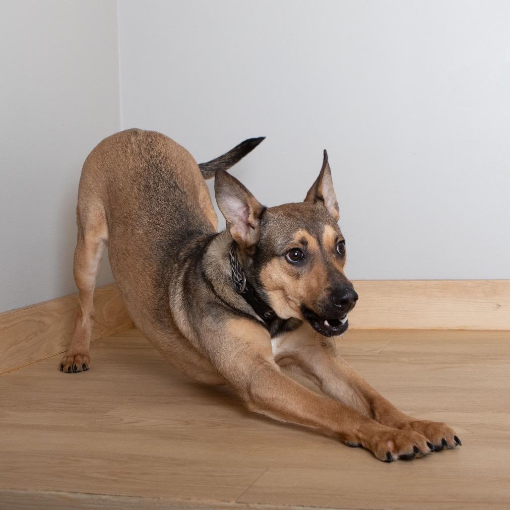 Acorn D67522, Adoptable, Adult Male German Shepherd Dog & Terrier.