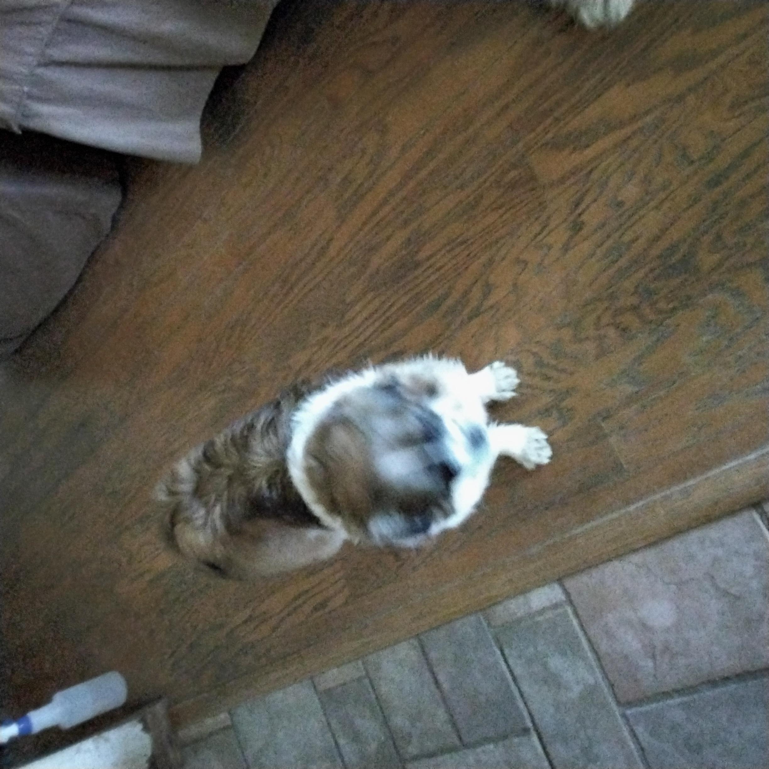 Enlarge Mable, a ADOPTABLE mixed breed in Grove, OK image 2/3