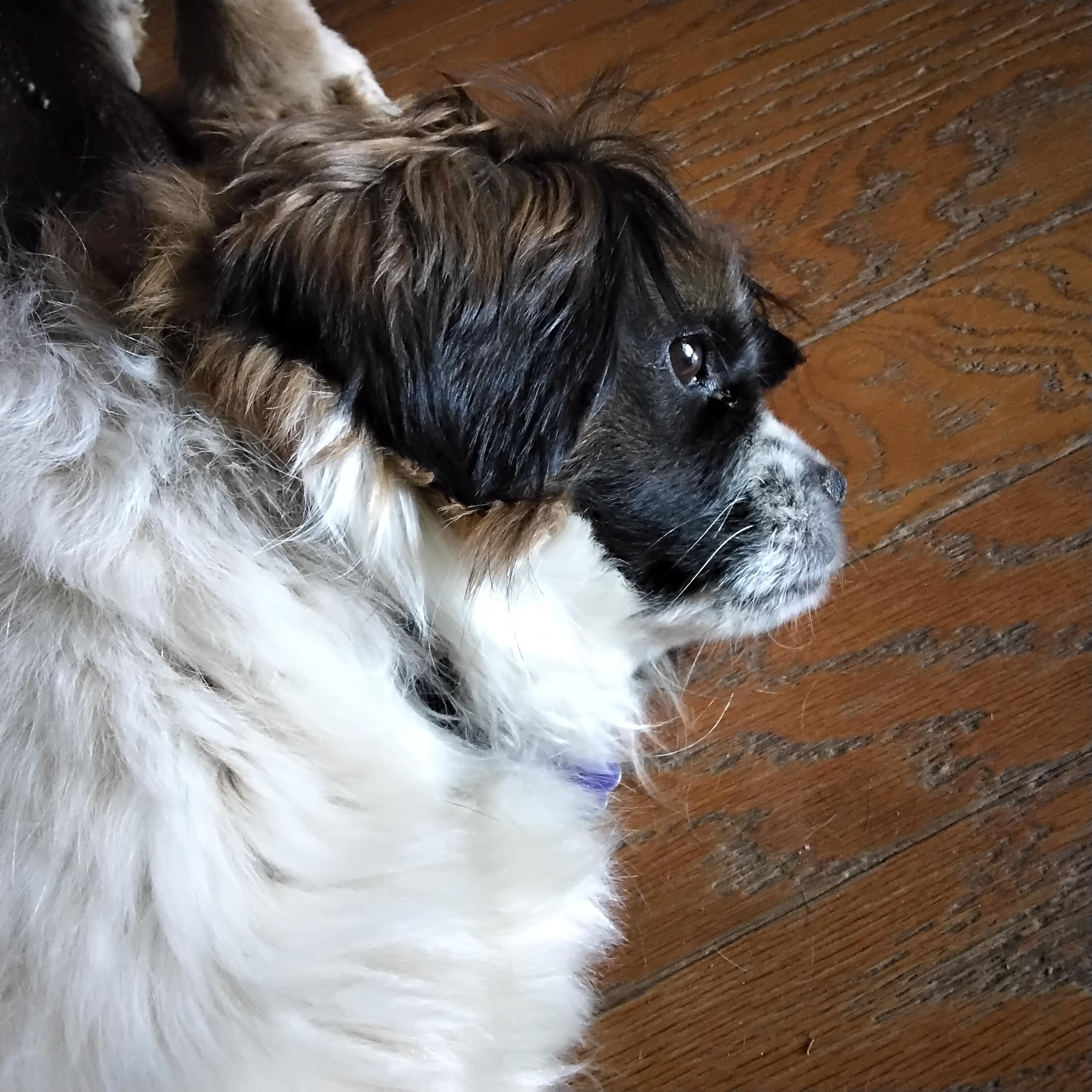 Enlarge Mable, a ADOPTABLE mixed breed in Grove, OK image 3/3
