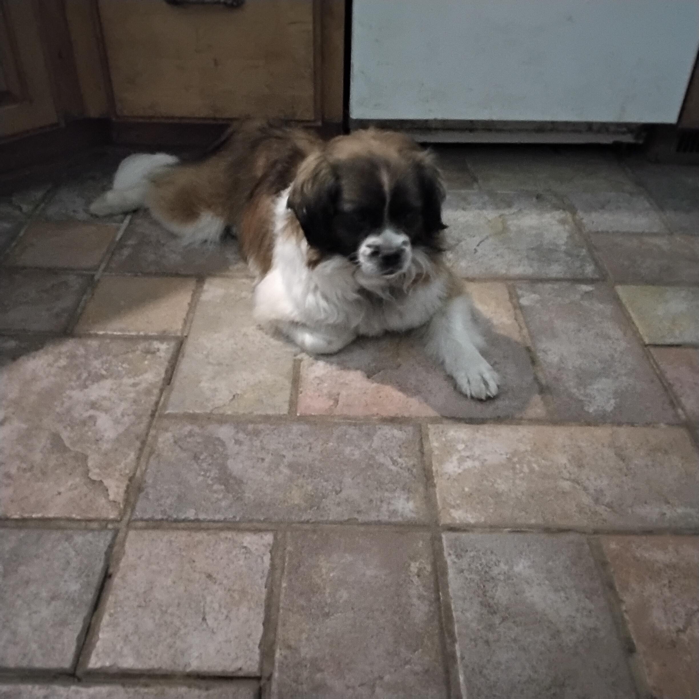 Mable, ADOPTABLE, Young Female Tibetan Spaniel & Cavalier King Charles Spaniel.