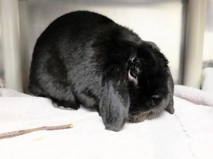 Enlarge Bear, a Adoptable Lop Eared in Ann Arbor, MI image 1/3