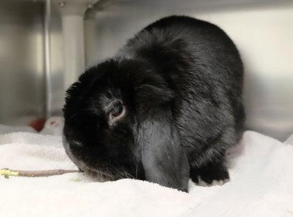 Bear, Adoptable, Adult Male Lop Eared.
