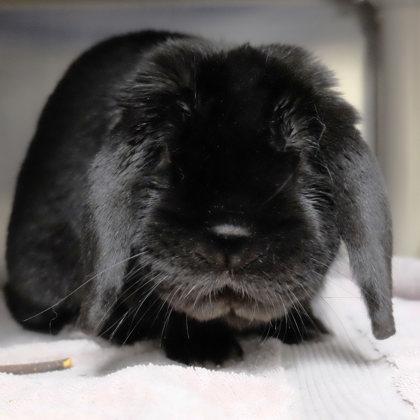 Enlarge Bear, a Adoptable Lop Eared in Ann Arbor, MI image 3/3