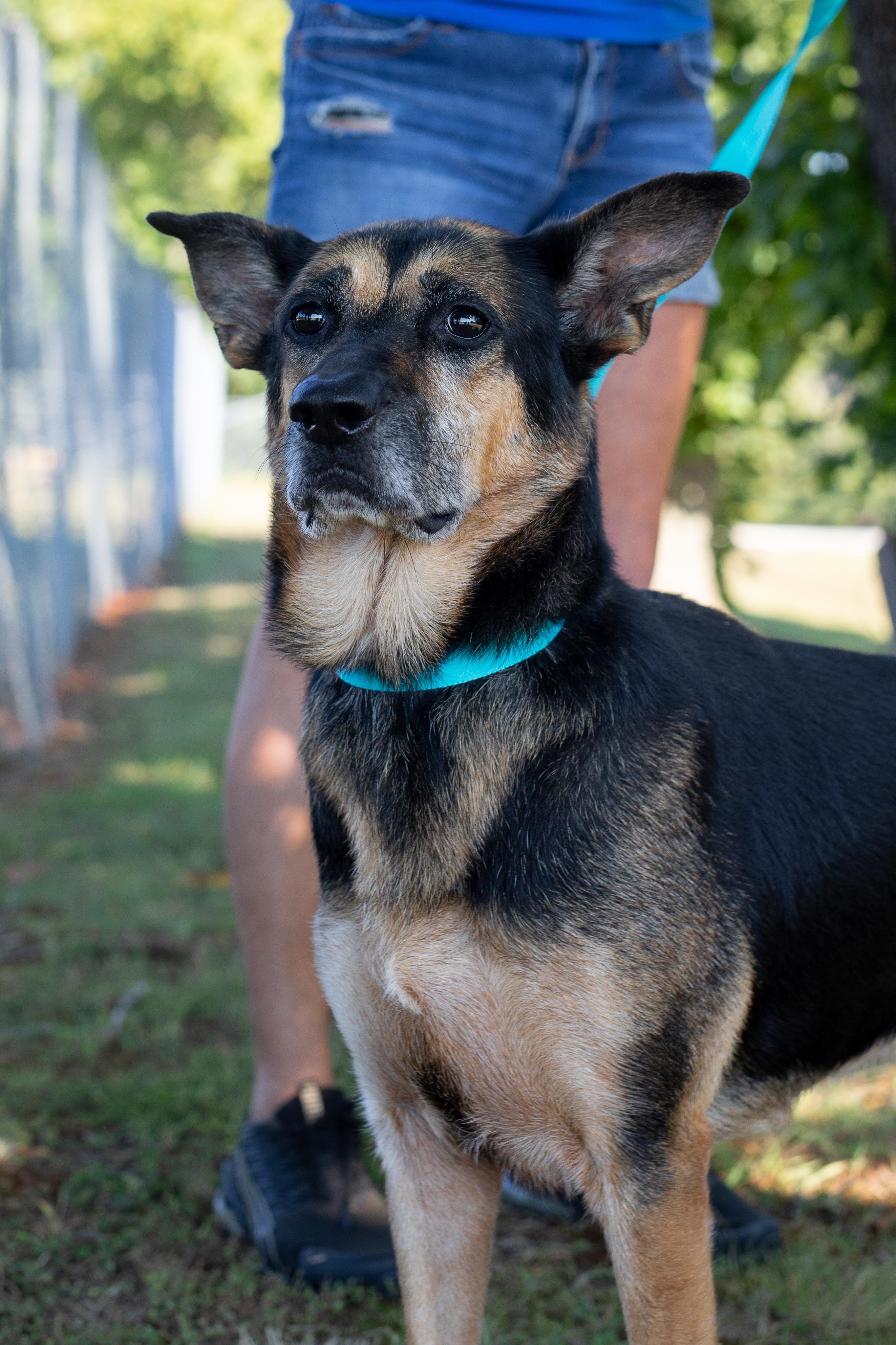 Sookie- Adoption Sponsored , Adoptable, Senior Female German Shepherd Dog.