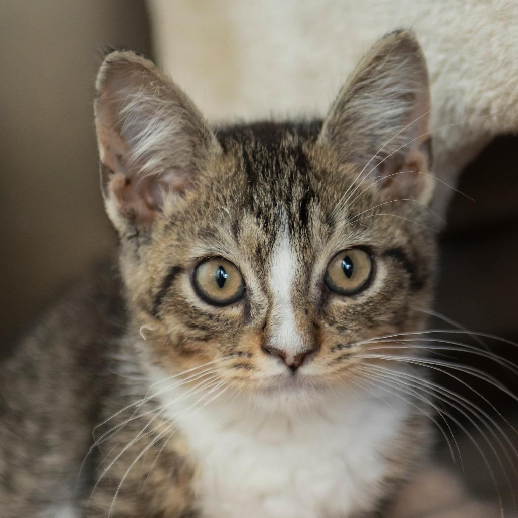 Paul Baker, Adoptable, Kitten Male Domestic Short Hair.