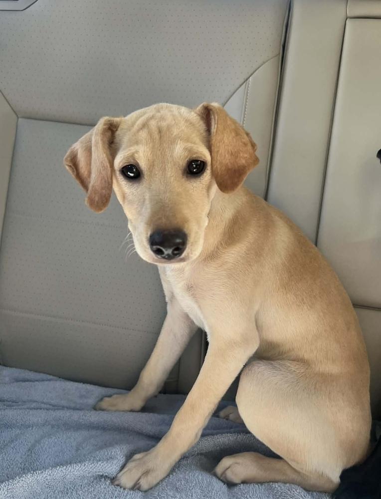 Enlarge Saareca / Betty, a Adoptable mixed breed in Broomfield, CO image 1/4