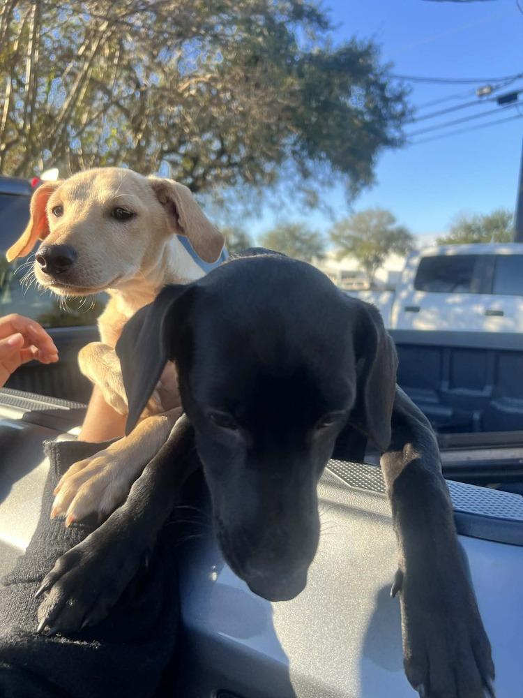 Enlarge Saareca / Betty, a Adoptable mixed breed in Broomfield, CO image 2/4