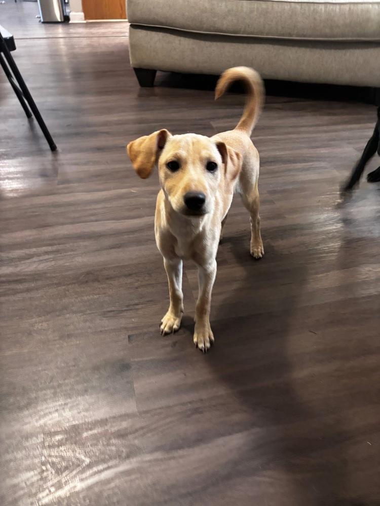 Enlarge Saareca / Betty, a Adoptable mixed breed in Broomfield, CO image 3/4