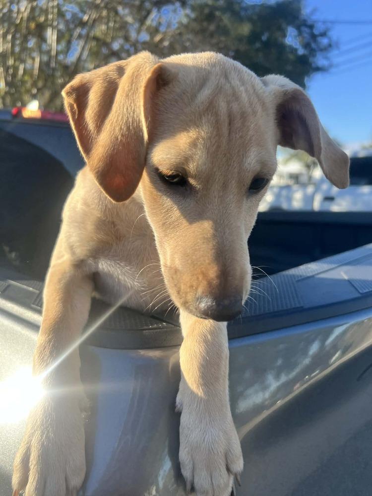 Enlarge Saareca / Betty, a Adoptable mixed breed in Broomfield, CO image 4/4