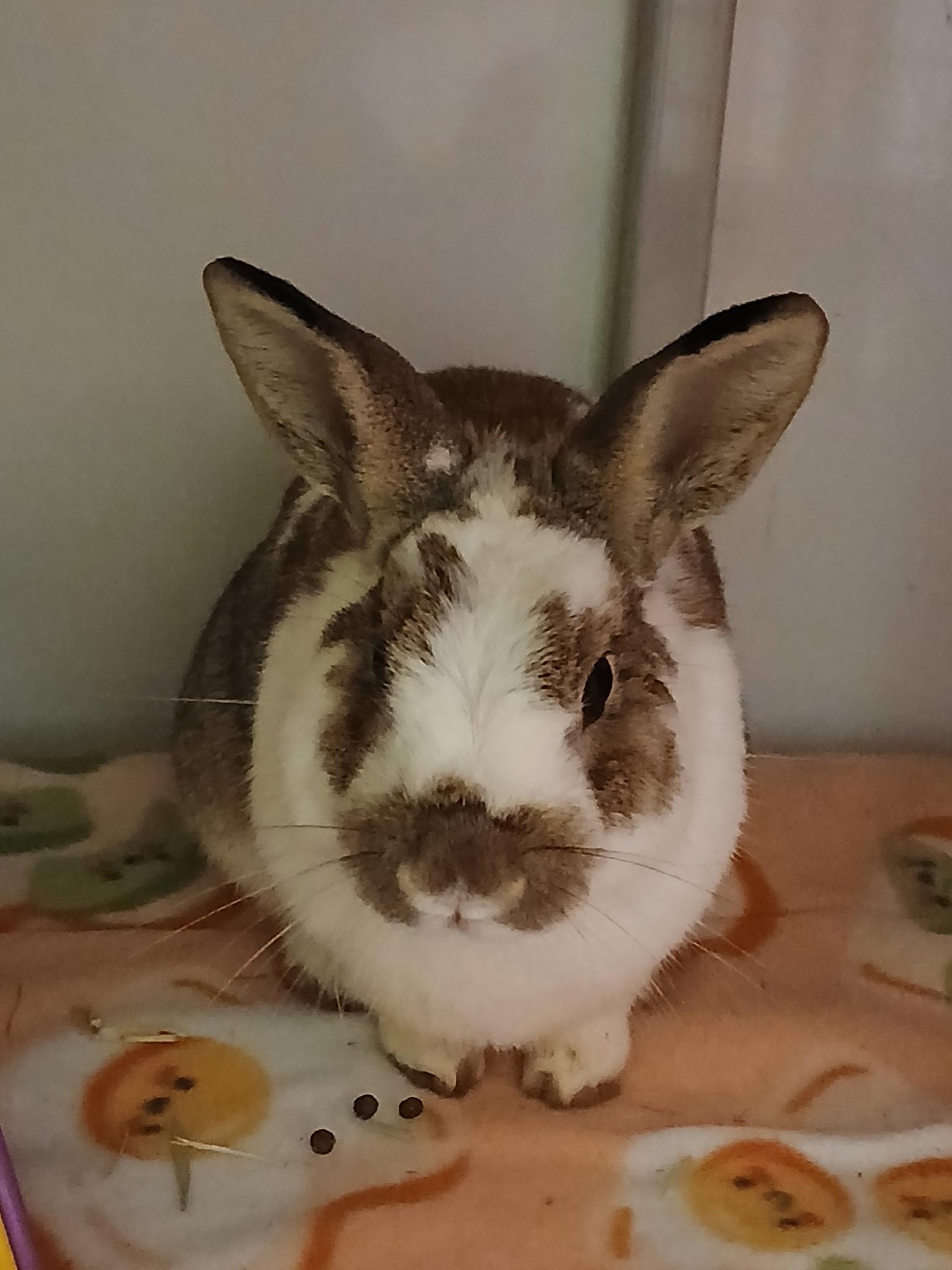 Loaf, adopted, Young Male English Spot.