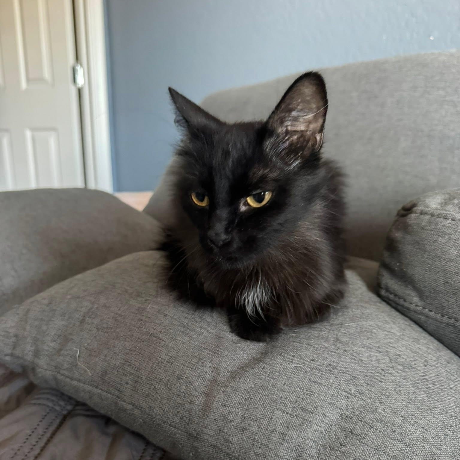 Enlarge Shadow, a Adoptable Domestic Long Hair in Queen Creek, AZ image 2/6